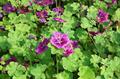 tall mallow